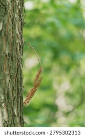 Dry Leaf Attached on Tree Branch