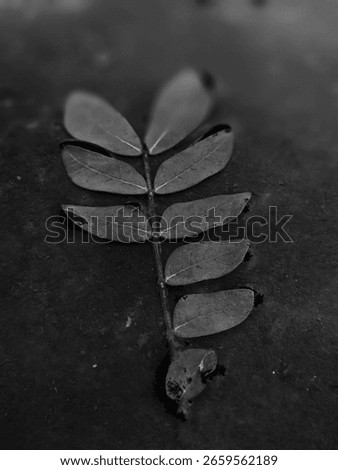 Dry Leaf away from its source, ready to surrender