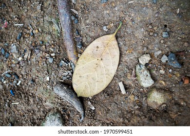 dry leaf background and soil