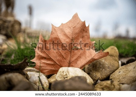 dry leaf between stones in a beautiful composition