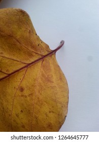 dry leaf close up