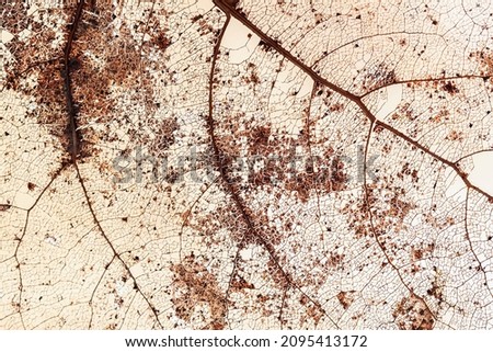 Dry leaf close-up. Transparent skeleton leaf with openwork texture, natural background