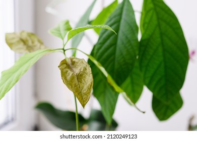 Dry Leaf Of A Dying House Plant Close-up. Selective Narrow Focus. The Concept Of Bad Indoor Climate.