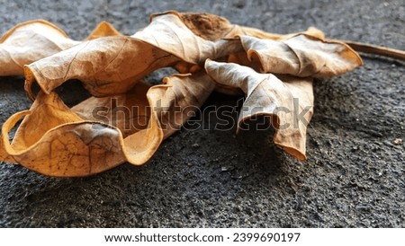 A dry leaf fell on a stone