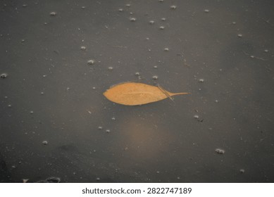 A dry leaf floating in a puddle in a rice field