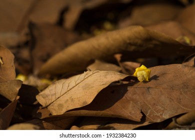 Dry Leaf And Flower In Dry Forest.