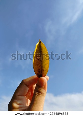 A dry leaf is gently held in a raised hand, reaching toward the sky. The leaf appears fragile and textured, with visible veins and curled edges that tell the story of time and changing seasons. Its earthy color reflects the beauty of nature’s cycle, from growth to transformation. The hand lifting the leaf symbolizes reflection, hope, and a quiet appreciation for simple moments in life.

Above, the open sky creates a peaceful and dreamy atmosphere, making the scene feel meaningful and emotional. This image represents letting go, acceptance, and the natural passage of time, while still finding beauty in something small and ordinary.

#dryleaf #naturemoment #simplebeauty #lifecycle #peacefulvibes #naturelovers #symbolic #autumnfeeling 🍂✨
