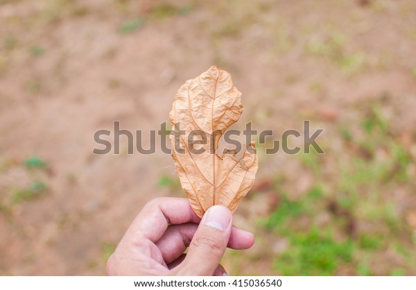 Dry leaf in\
hand.