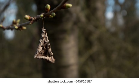 dry leaf hanging from a tree