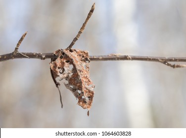 Dry Leaf, Impaled On A Branch