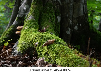 Dry leaf lay on tree root covered with moss close up, forest landscape