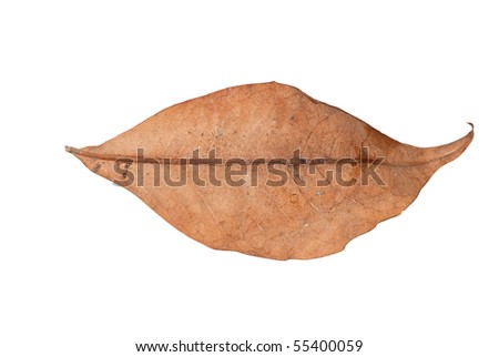 dry leaf lip isolated