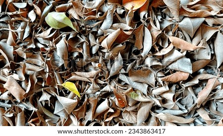Dry leaf litter or organic waste from fallen leaves on the ground. can be used for compost