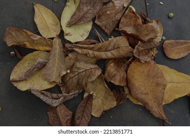 Dry Leaf Litter Scattered On The Tile Floor