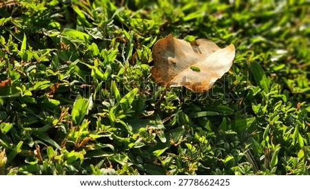Dry leaf lying on the green grass in the warm morning sunshine. Copy space for backgound.