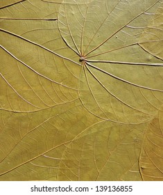 Dry leaf macro
