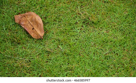 Dry Leaf On A Green Grass Top View.