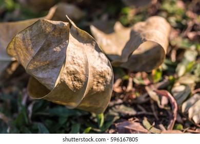 dry leaf   on the ground ,  dry leaf on the grass