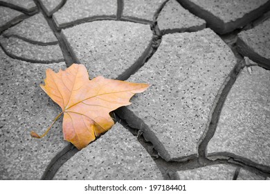 Dry leaf on dry ground. Picture useful to express the concepts of: life, death, melancholy, sadness, pessimism, hope, and so on ...