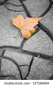 Dry leaf on dry ground. Picture useful to express the concepts of: life, death, melancholy, sadness, pessimism, hope, and so on ...