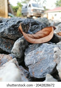 Dry leaf on the rocks