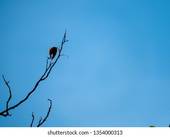 dry leaf is on tree.