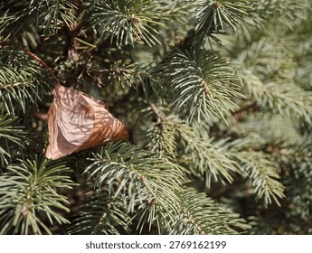 A dry leaf resting on a pine branch with green needles. Natural outdoor scene showing seasonal change and contrast between fresh and dry elements.