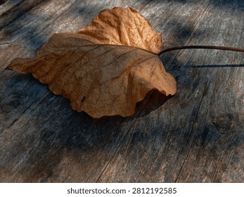 Dry leaf rests on weathered wooden surface. Golden hue shows autumn's quiet decay. Sunlight casts soft shadows across grainy wood. Leaf's veins whisper of past seasons. Ideal for rustic, seasonal