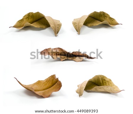 dry leaf set isolated on white background.