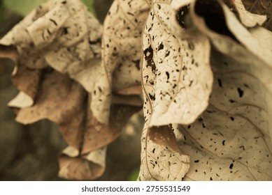 Dry Leaf Surface Texture Close Up Photography