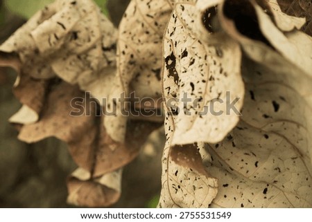 Dry Leaf Surface Texture Close Up Photography