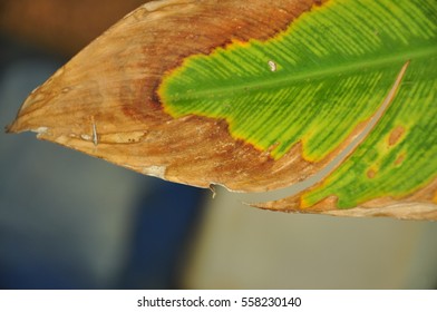 dry leaf texture