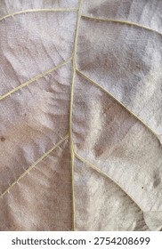 Dry leaf texture natural background maco. 