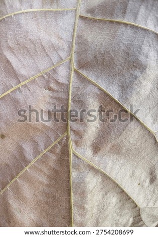 Dry leaf texture natural background maco. 