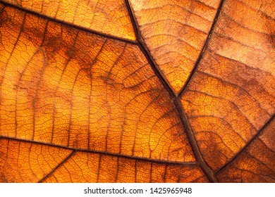 Dry leaf texture and nature background. Surface of brown leaves material.