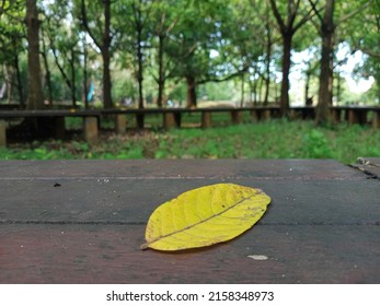 a dry leaf that falls from a tree in a park