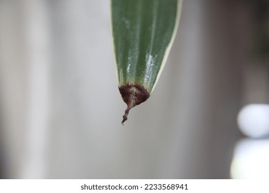 dry leaf tips. macro phpotography
