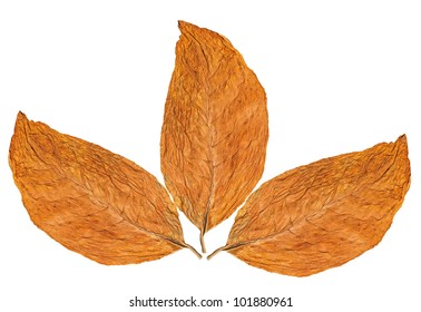 Dry Leaf Tobacco Closeup On The White Background