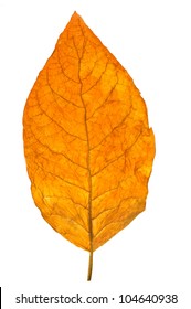 Dry Leaf Tobacco Closeup On The White Background