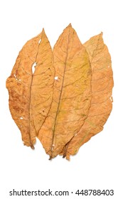 Dry Leaf Tobacco Closeup On The White Background