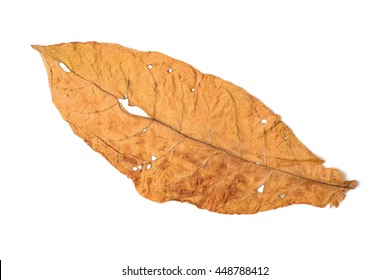 Dry Leaf Tobacco Closeup On The White Background