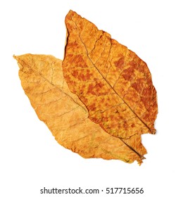 Dry Leaf Tobacco Closeup On The White Background