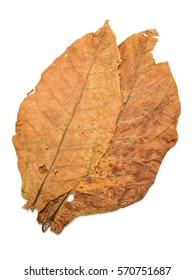 Dry Leaf Tobacco Closeup On The White Background