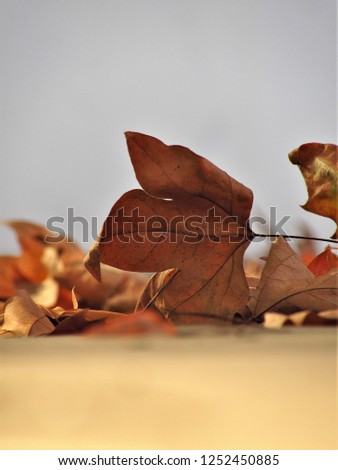 Similar – Autumn leaves Nature Leaf