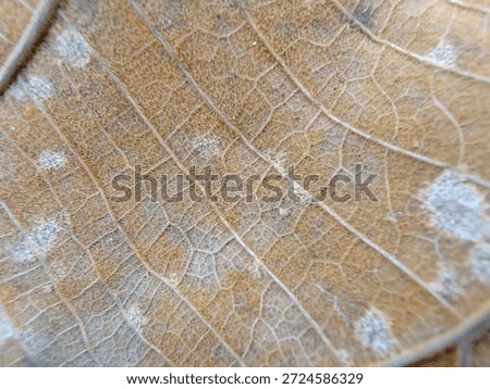 Dry leaf vein texture macro nature pattern detail brown dry leaf vein texture macro nature pattern detail brown organic surface closeup delicate line abstract natural background peaceful