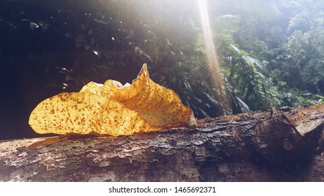 dry leaf in the waterfall