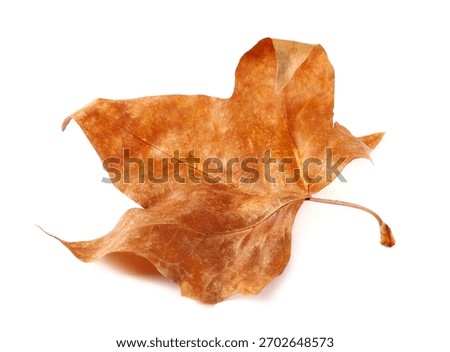 Dry leaf yellow plane tree isolated on white, top view