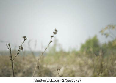 Dry, leafless stems with small seed pods in a blurry grassy field. Soft focus background with greenish vegetation and clear sky. Sparse, dried plant stems suggest late season or harsh environment.