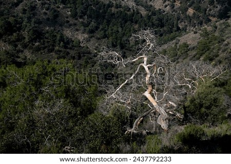 Dry leafless tree in the forest ready to fall in a valley.