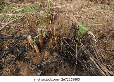 A dry, leafless tree standing alone in a grassy field